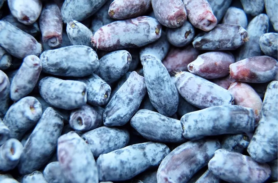 The Ultimate Guide to Honeyberry Plants Planting, Growing, and Caring