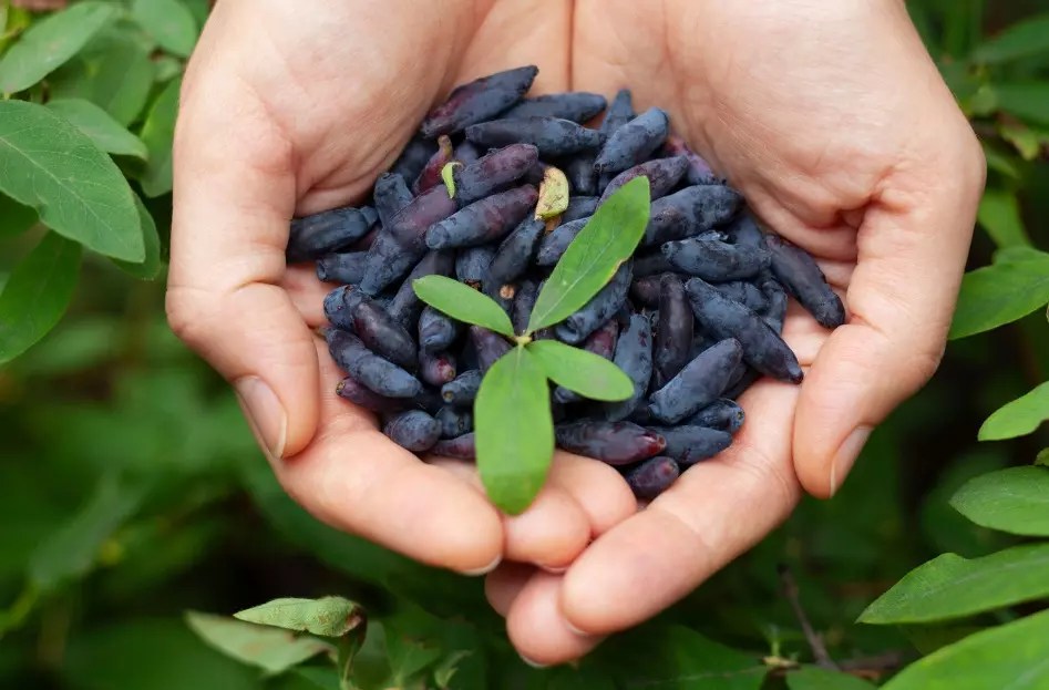 The Ultimate Guide to Honeyberry Plants Planting, Growing, and Caring