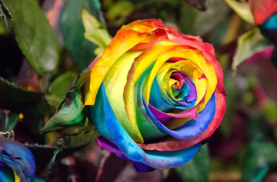 Rose color meanings The hidden symbolism of every rose color