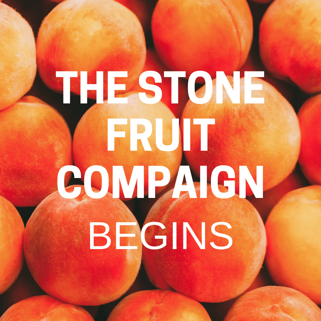 The stone fruit season begins Hortiberia
