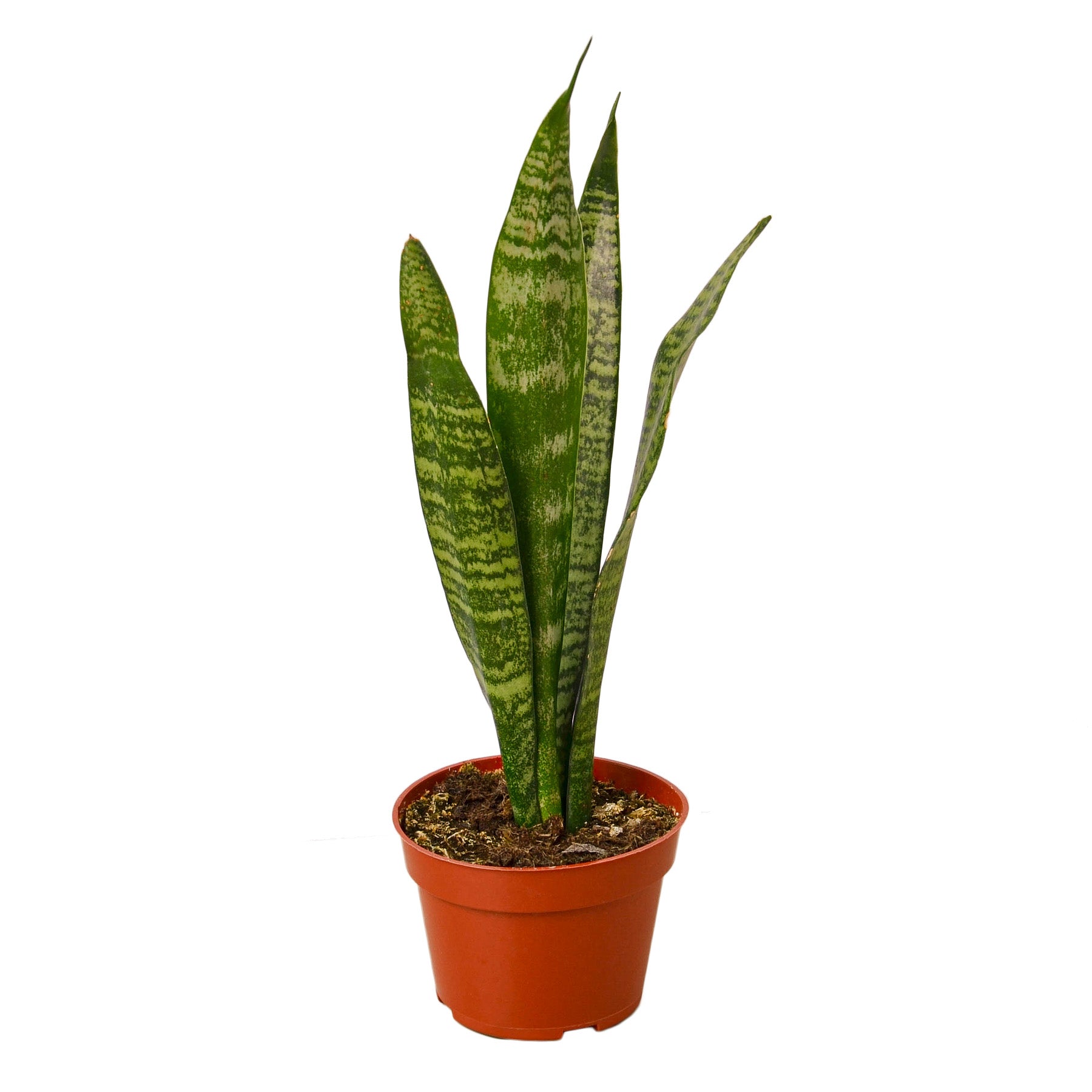 Snake Plant 'Zeylanica' 8" Pot