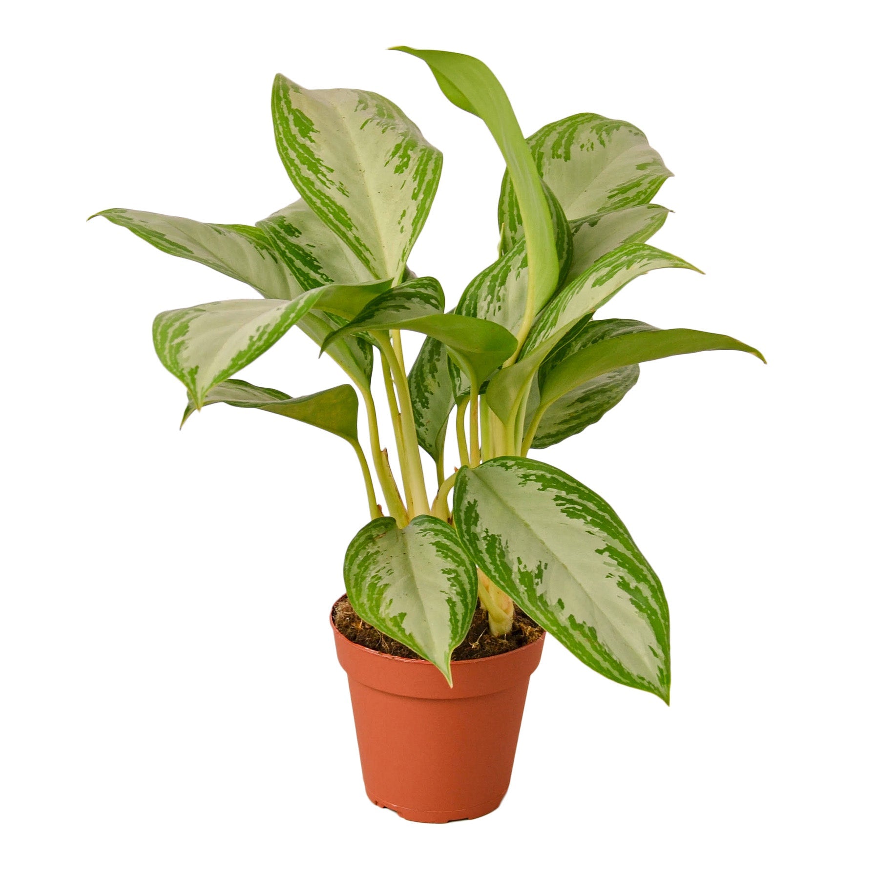 Chinese Evergreen 'Silver Bay' 4" Pot