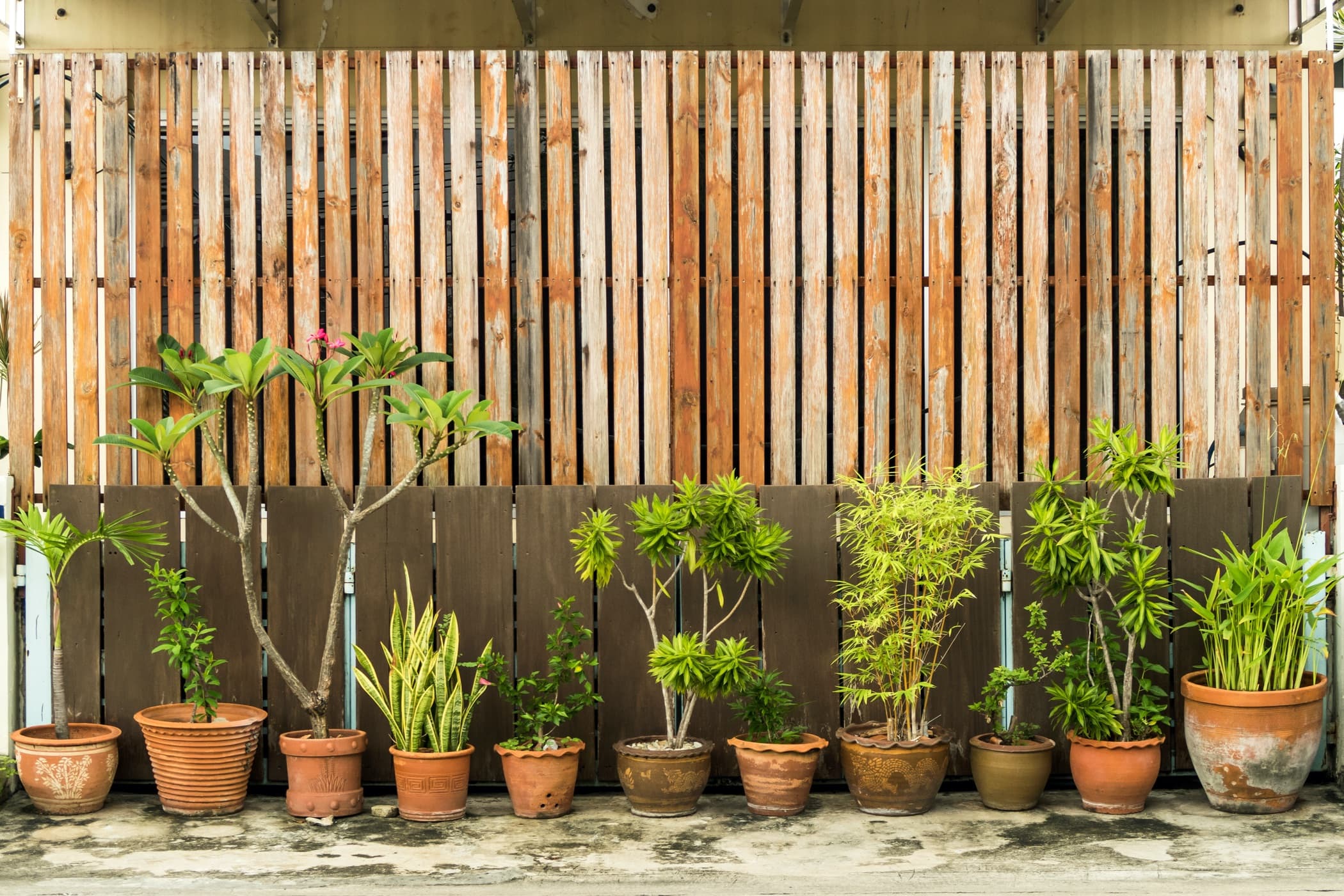 7 Amazing Garden Screening Ideas For Privacy Horticulture™
