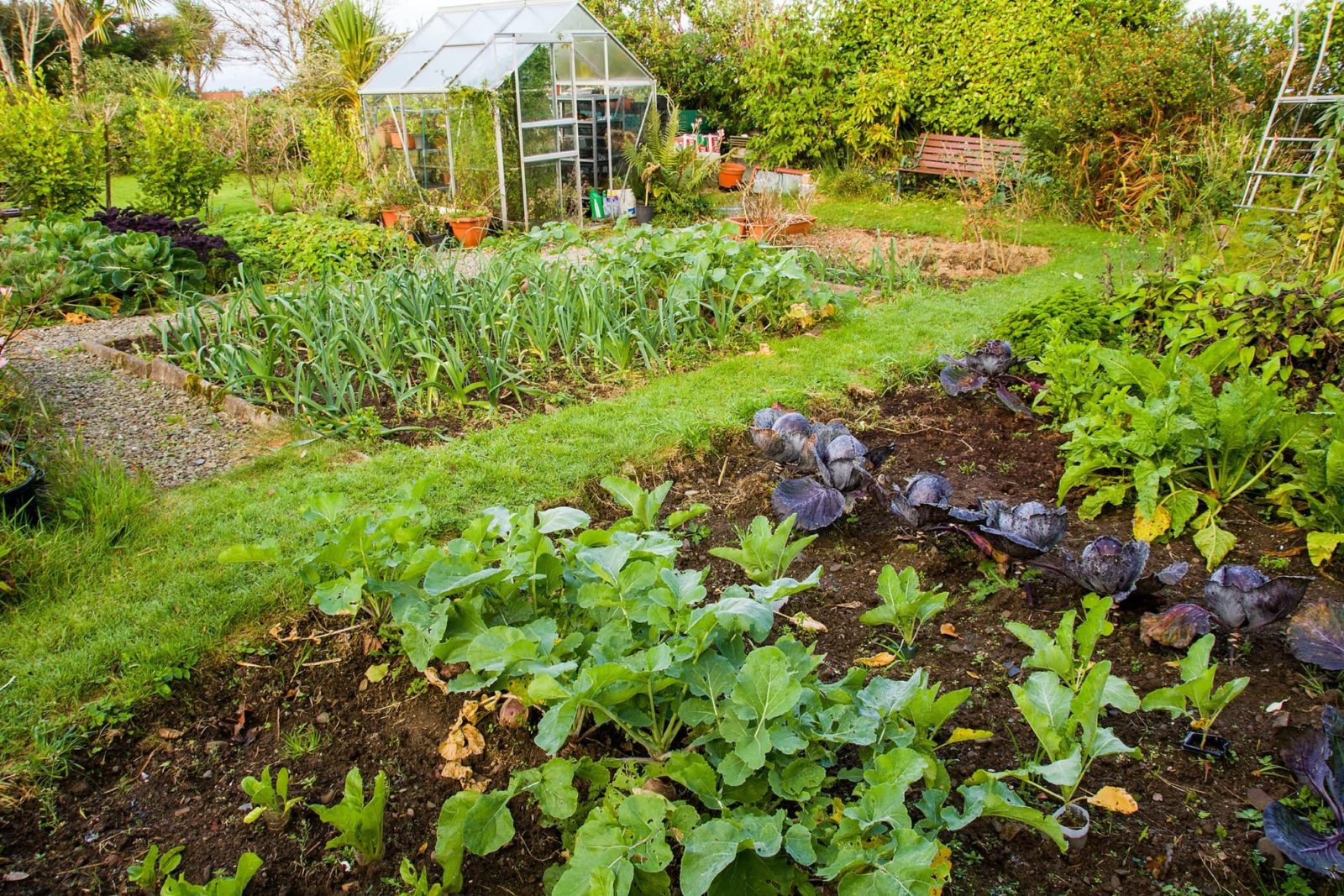 How To Start A Vegetable Patch In 12 Steps Horticulture.co.uk