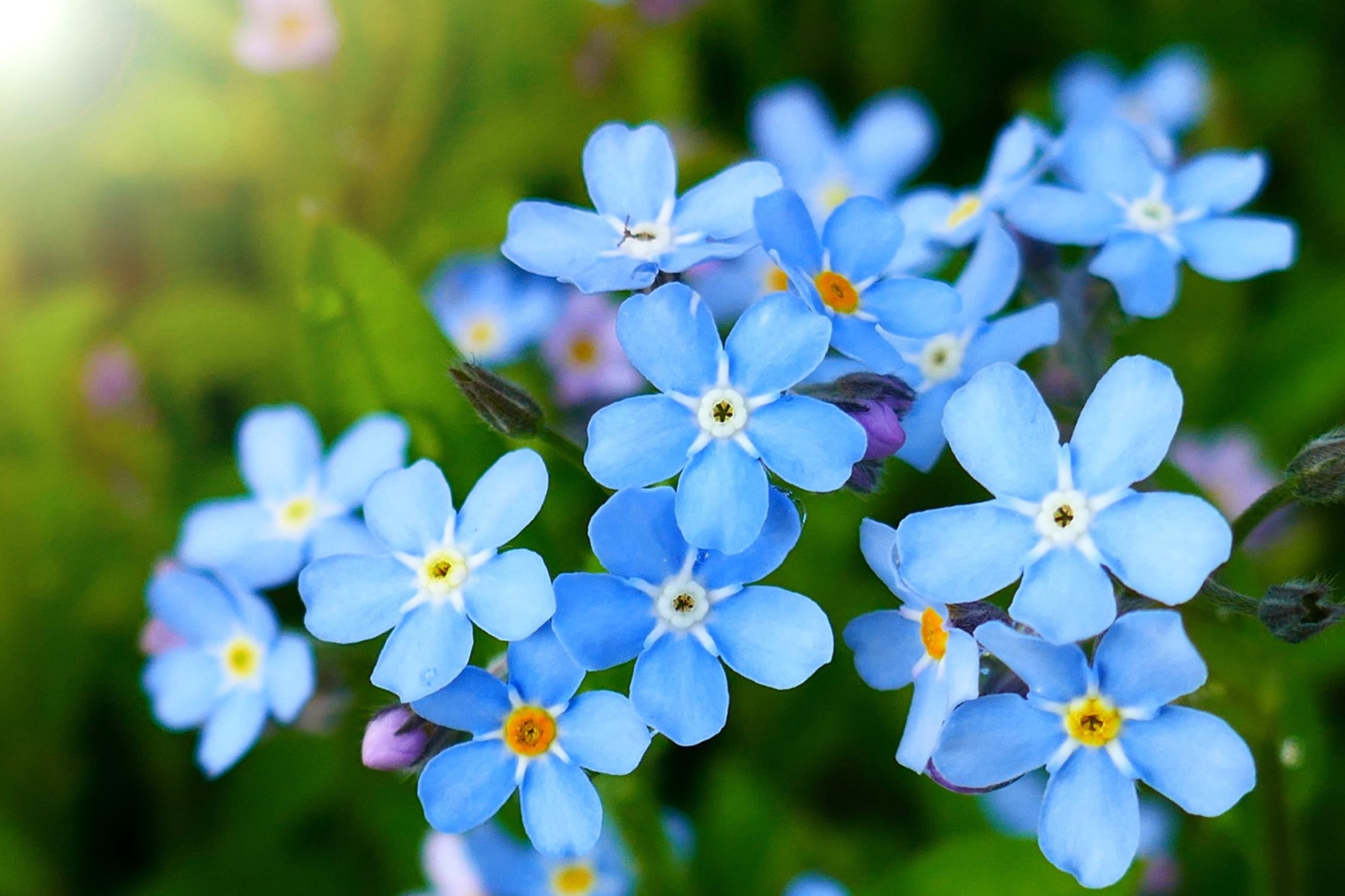 Myosotis Care & Growing Tips Horticulture™