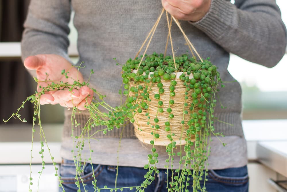 Woman holding string-of-pearls plant in her hand