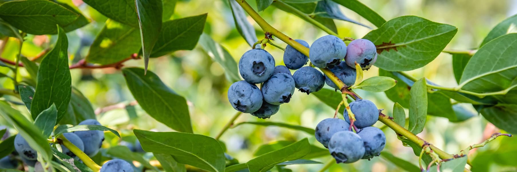 Fruit Horticulture Magazine