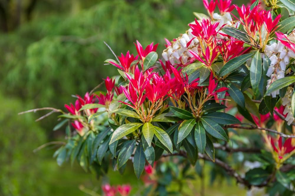 red and green leaves; white flowers of the pieris forest flame shrub