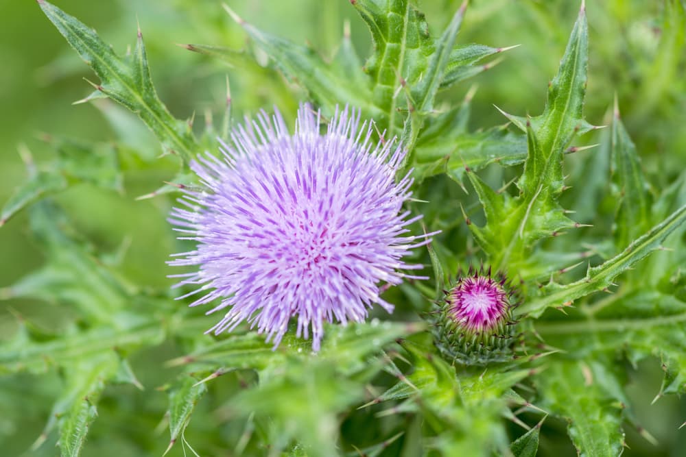 pink cirsium arvense with green foliage
