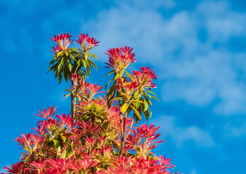 tall pieris bush with blue sky in background