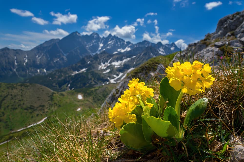 yellow auricula on a mountain-side