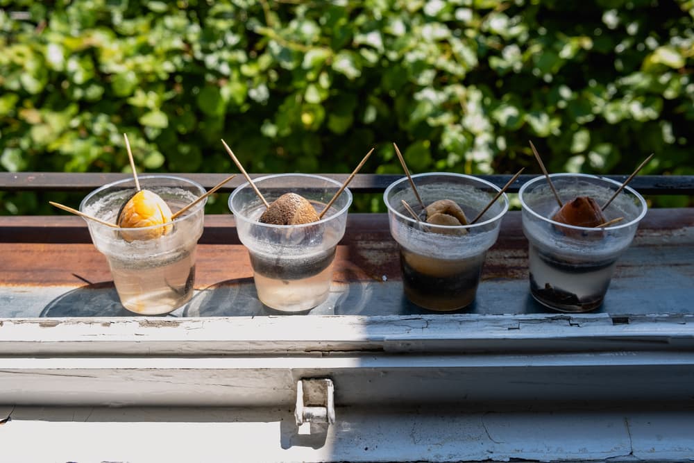 avocado stones germinating in 4 plastic pots