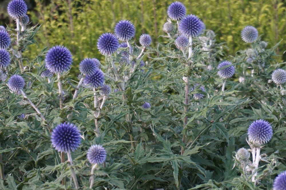 17 Types Of Thistles To Grow In Your Garden Horticulture