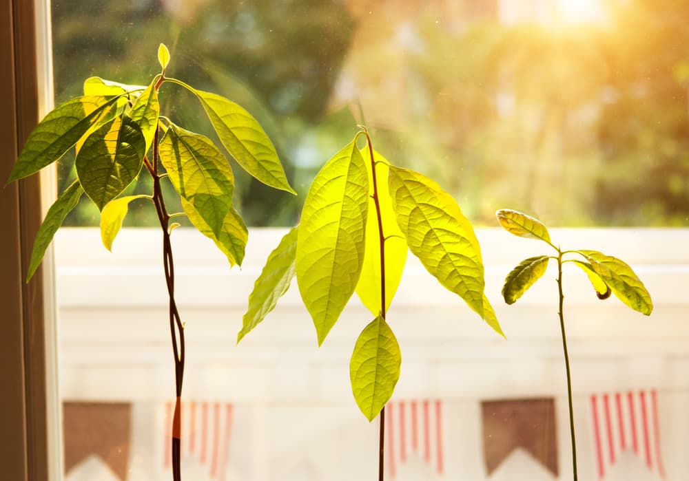 avocado plant leaves in sunlight