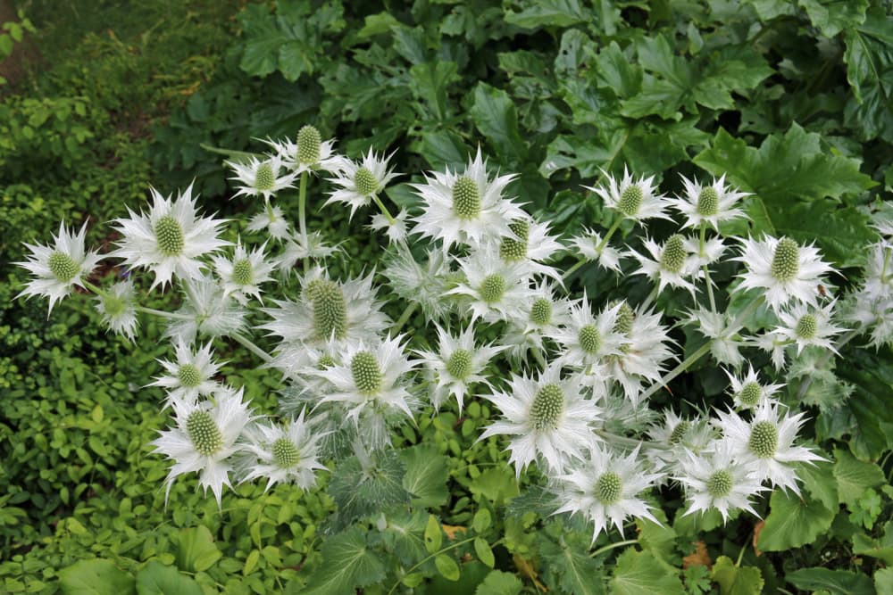 white sea holly in a flowerbed