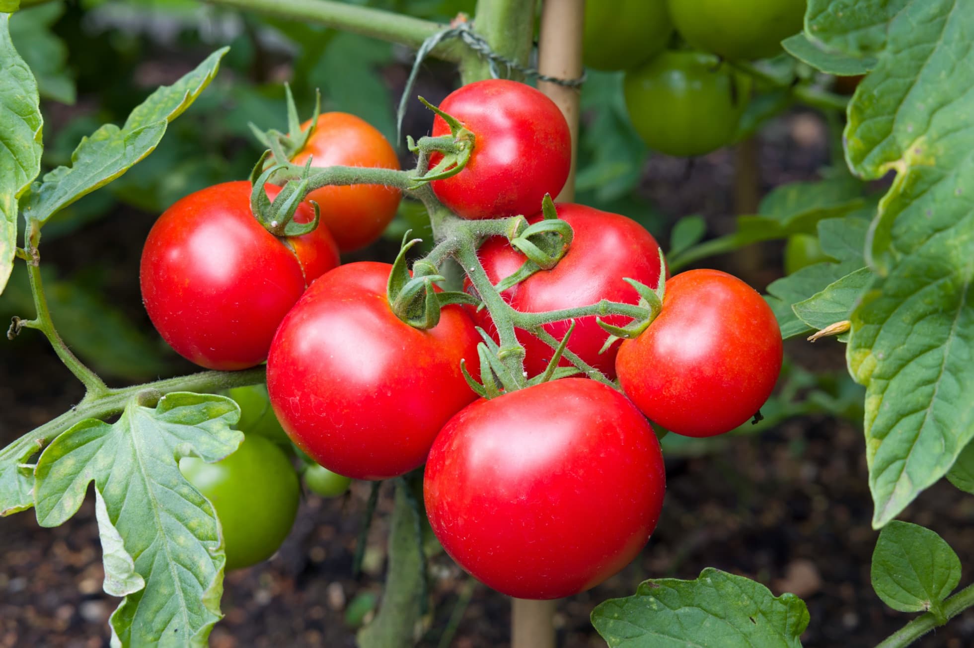 Moneymaker Tomatoes Plant Care & Growing Tips Horticulture
