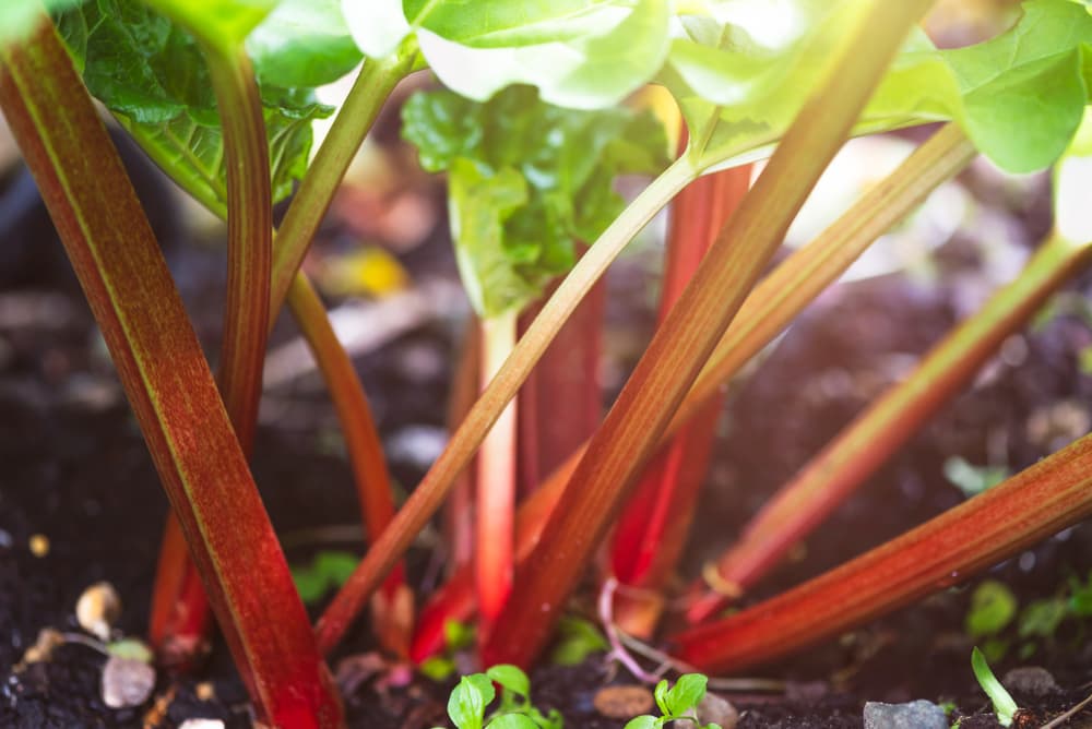 shoots of rhubarb growing out of soil