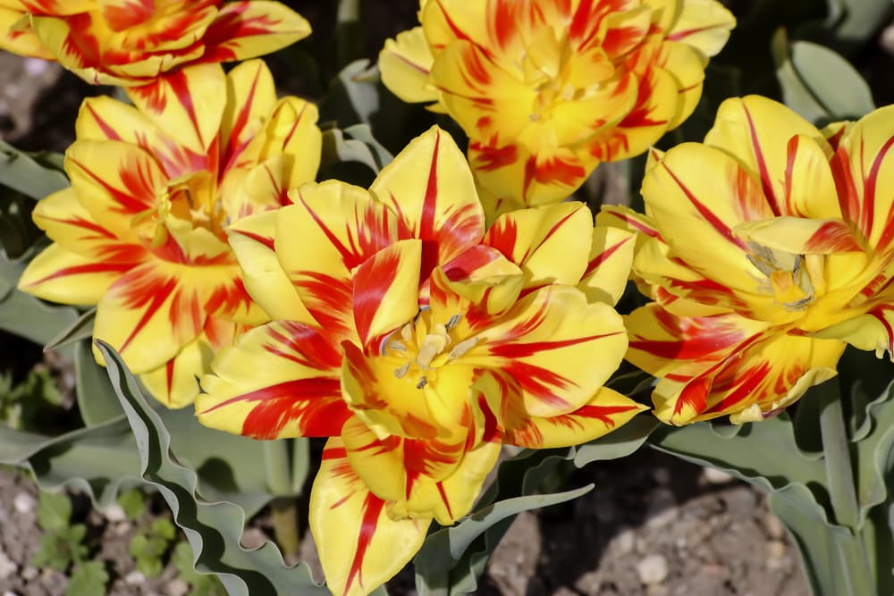fully opened Bi-Coloured Monsella Tulips