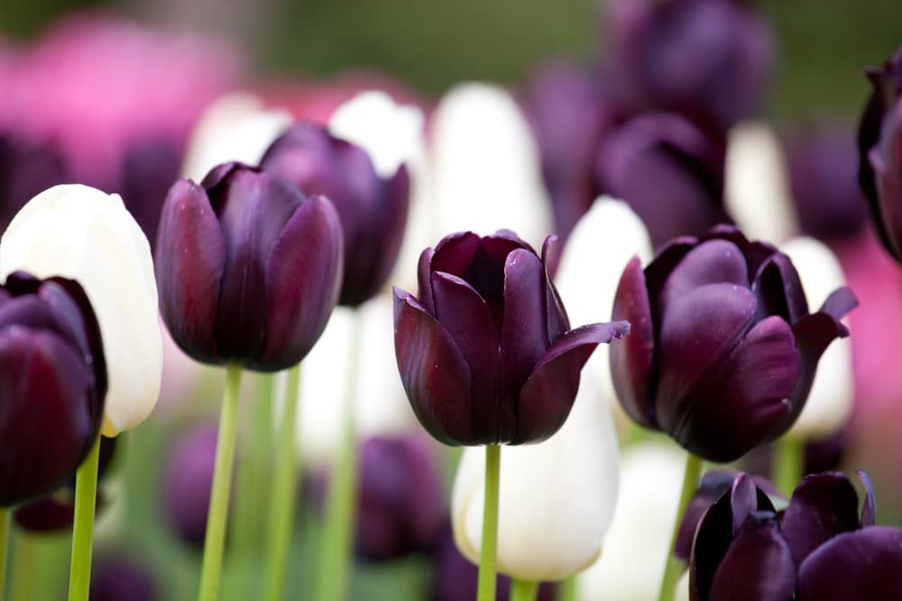 Queen of Night and Alabaster Tulips