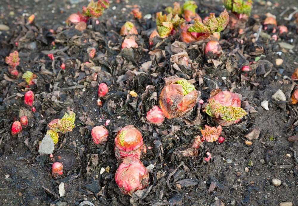 Young shoots emerging from rhubarb crowns