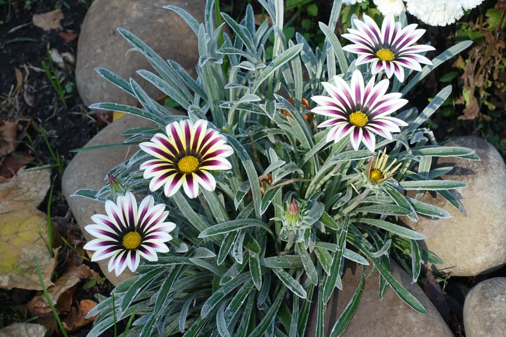 ‘Big Kiss White Flame’ plant with rocks in background