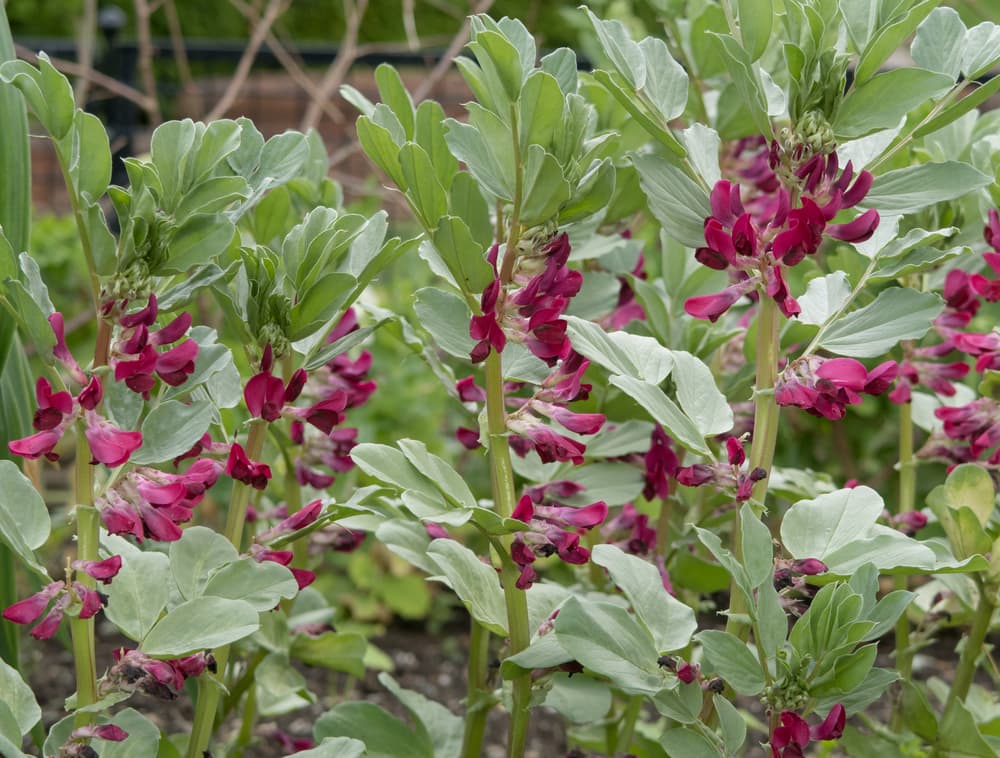 Crimson Flowered broad bean plant with purple flowers