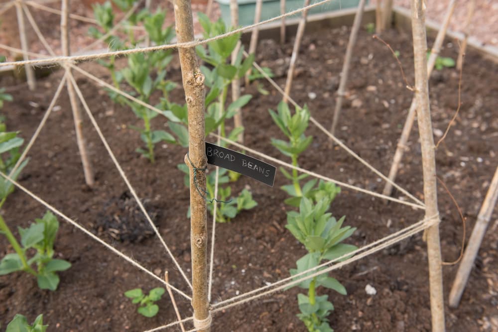 sticks and strings used as support for broad beans plants