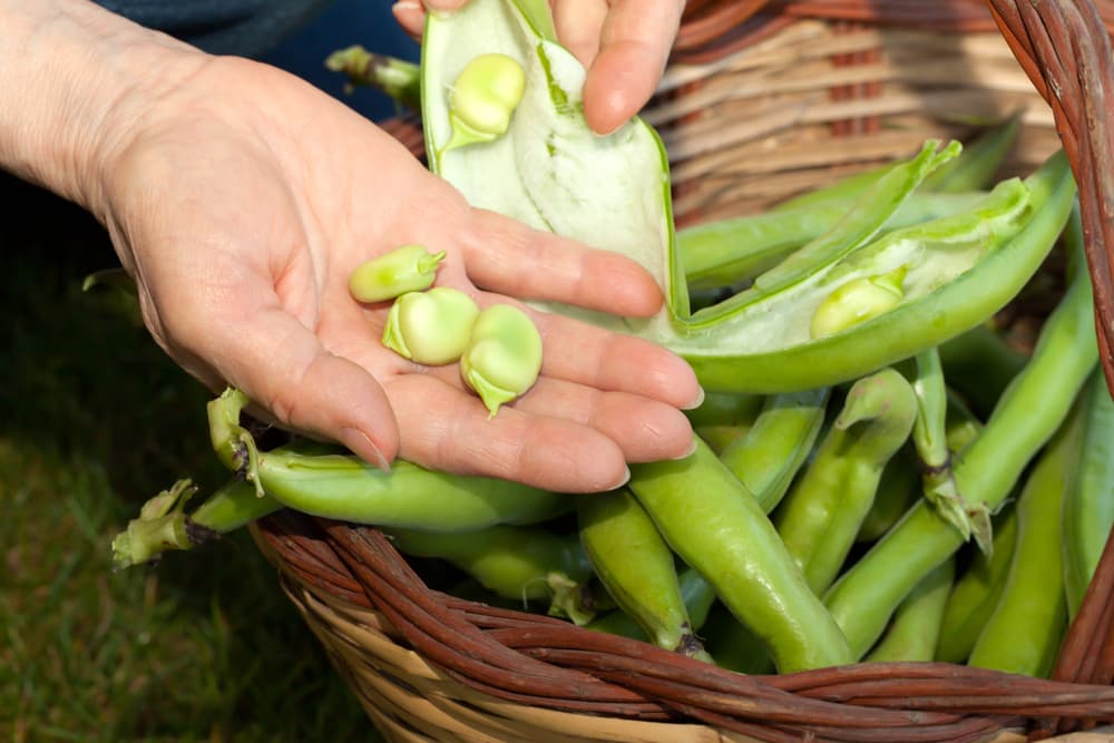 fresh broad beans in a wicker basket and being held by a hand
