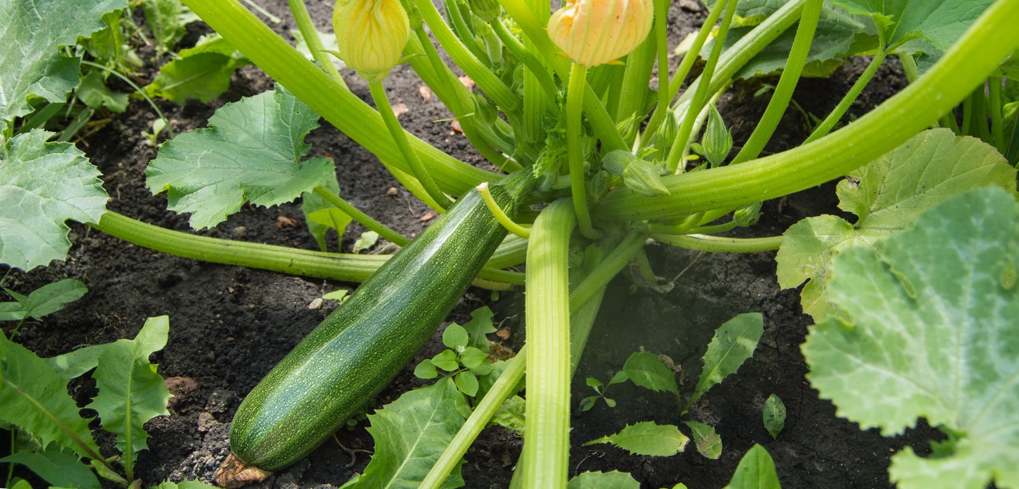How To Grow Marrows Horticulture Magazine