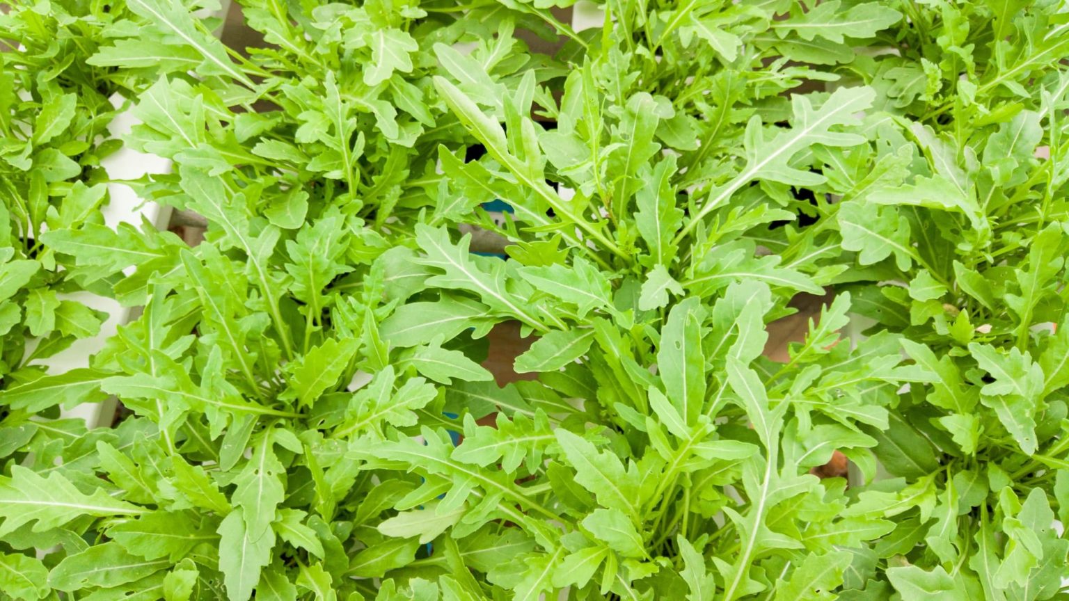How To Grow Rocket In Your Garden Horticulture.co.uk