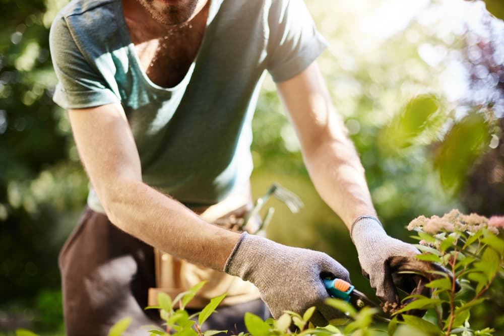 man in a t-shirt pruning bushes with gloves on