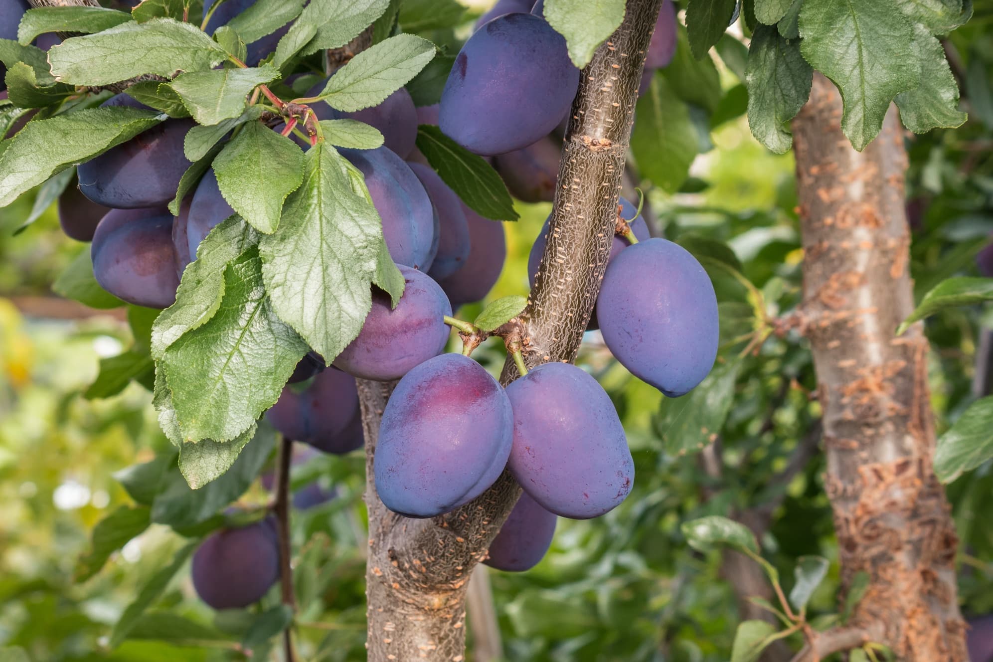 Damson Fruit Tree Care & Growing Tips Horticulture.co.uk