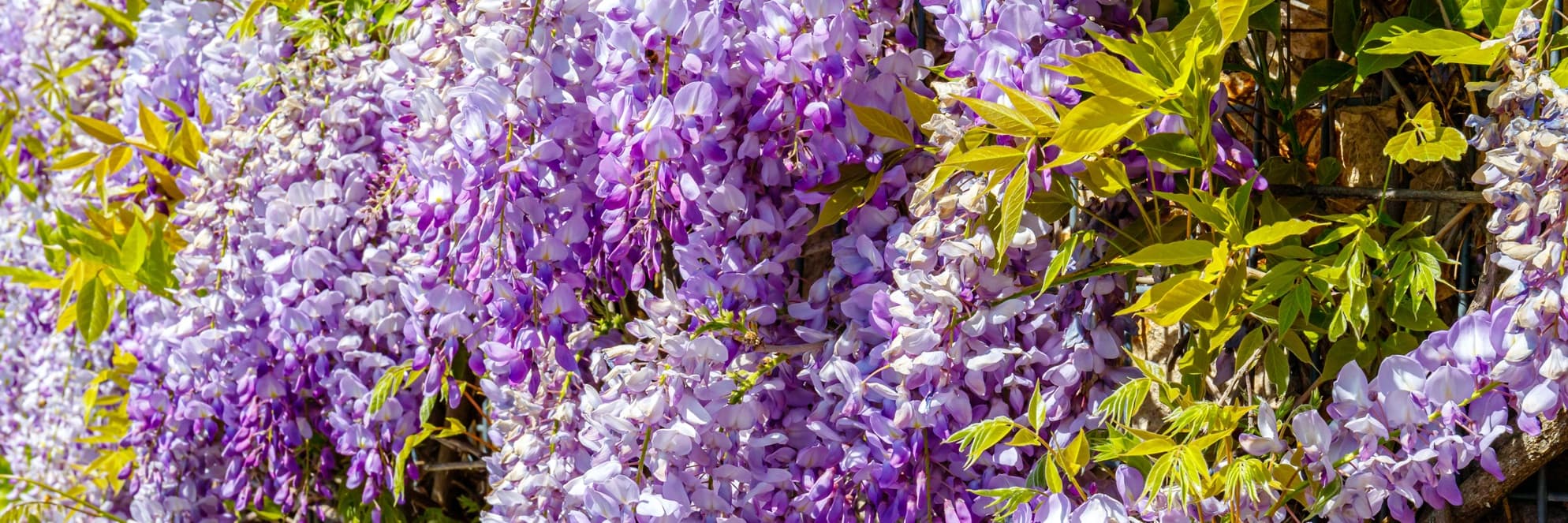 How (And When) To Prune Wisteria Horticulture.co.uk