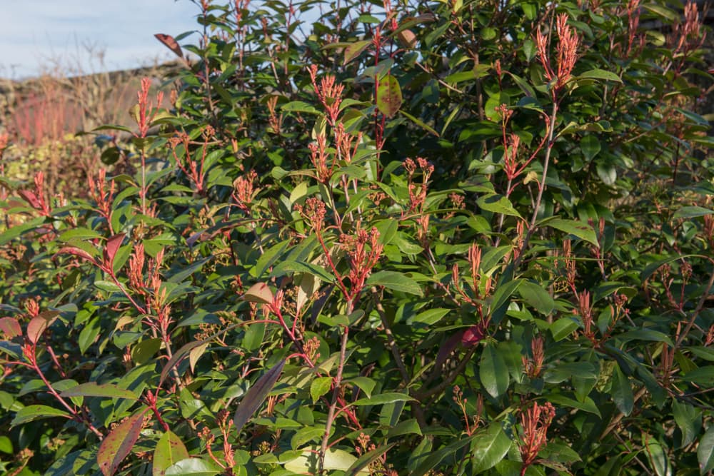 winter foliage of christmas berry shrub