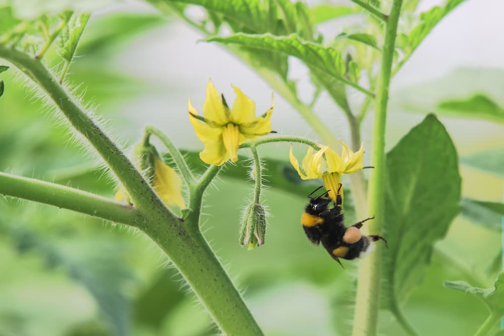 Bumblebee pollinating a yellow tomato flower