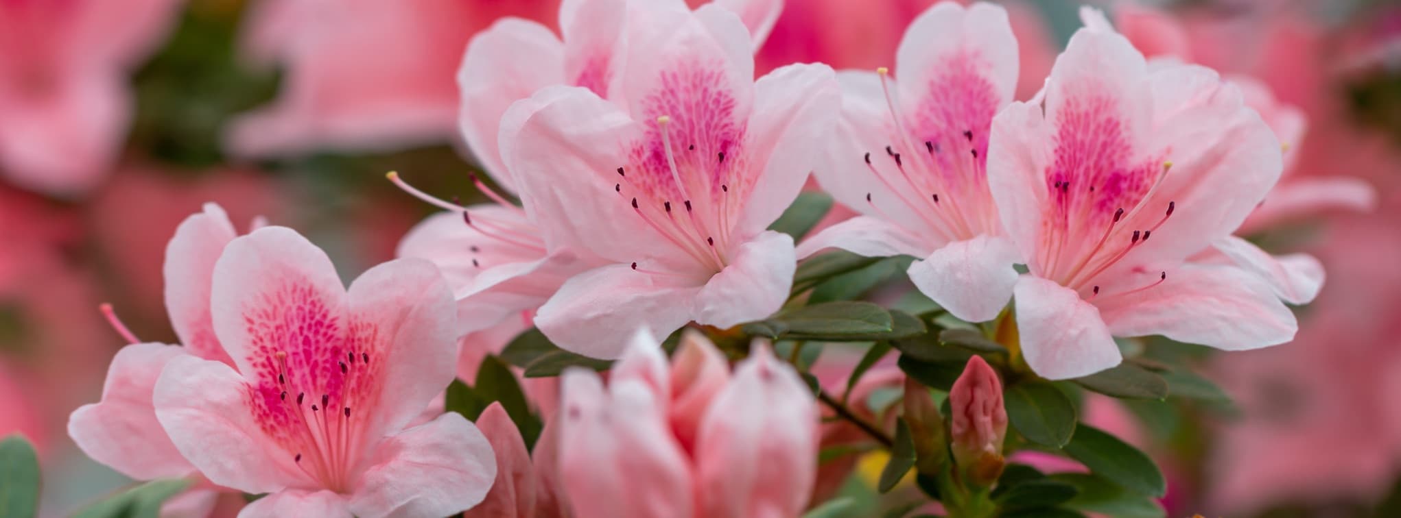 Gardeners List 72 Special Ericaceous Plants That Love Acidic Soil
