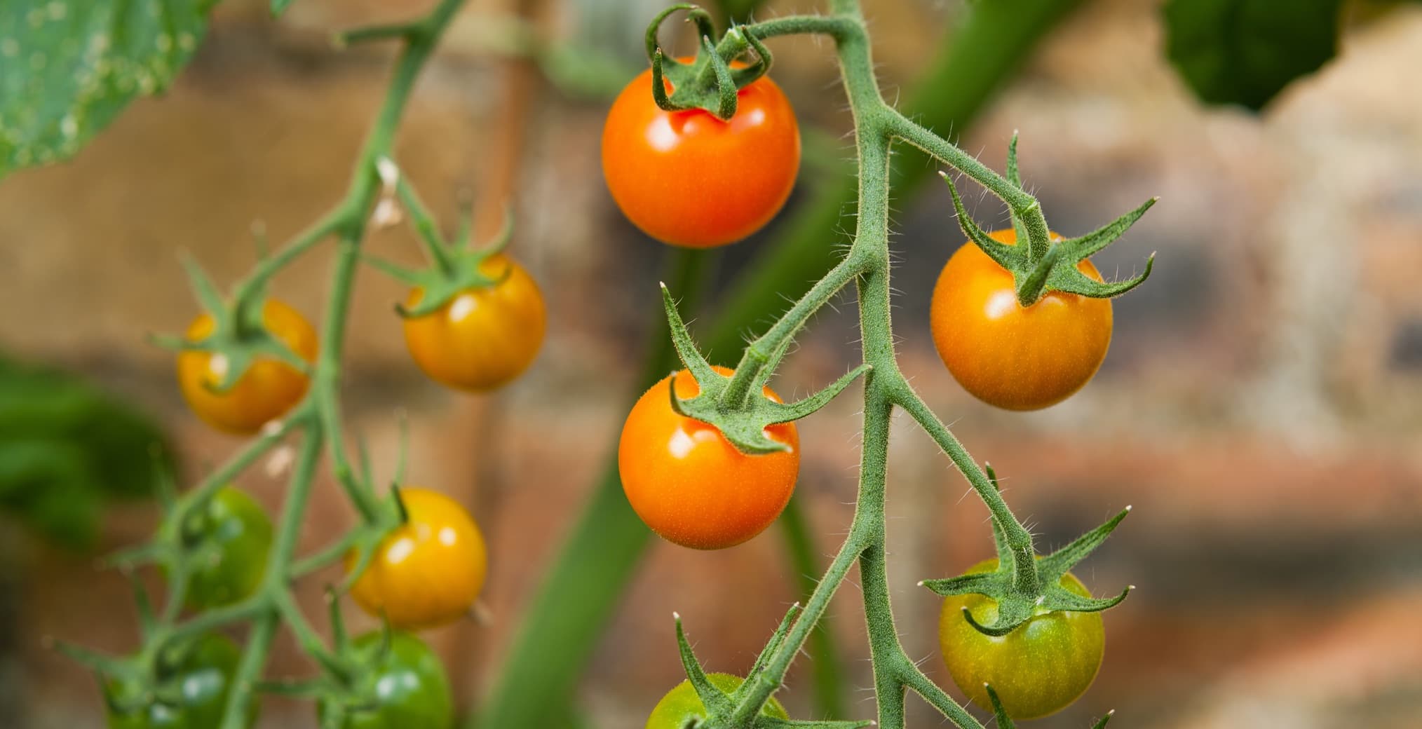 How To Grow Sungold Tomatoes Horticulture Magazine