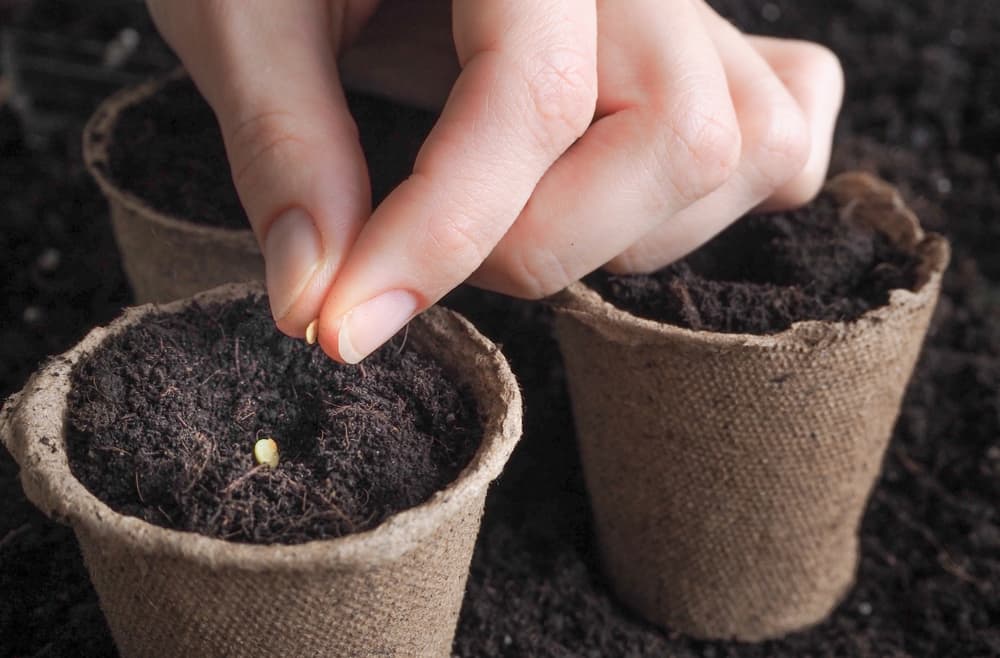 tomato seeds being sown in eco-friendly pots