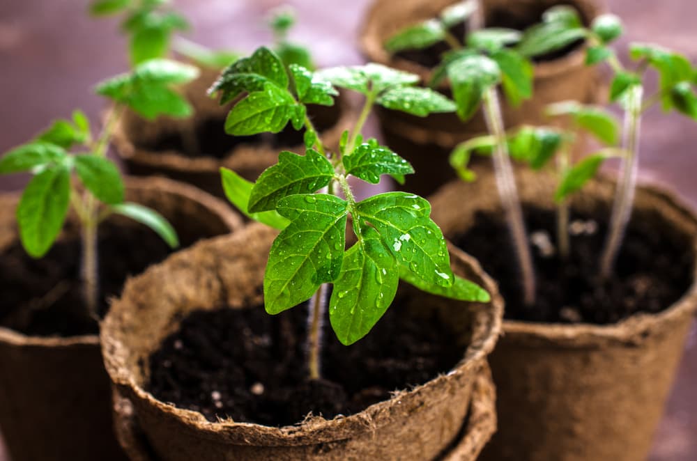 young tomato plant seedlings