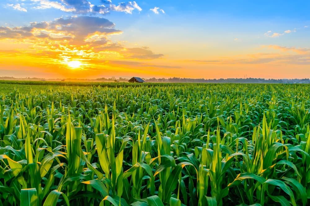 a field of maize