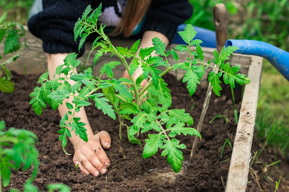tomato plants being planted out in raised beds