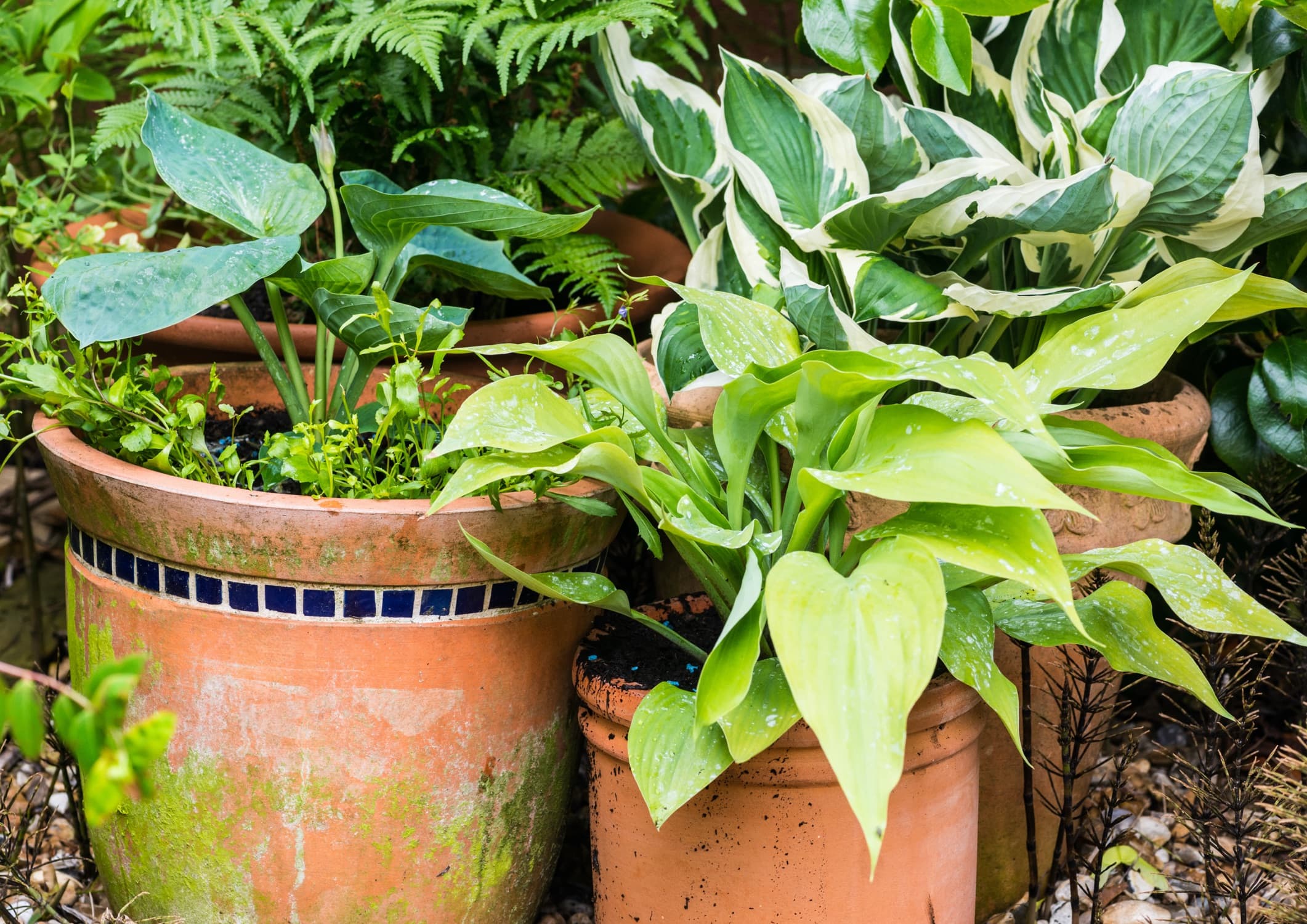 8 Container Plants For Shaded Areas Horticulture.co.uk
