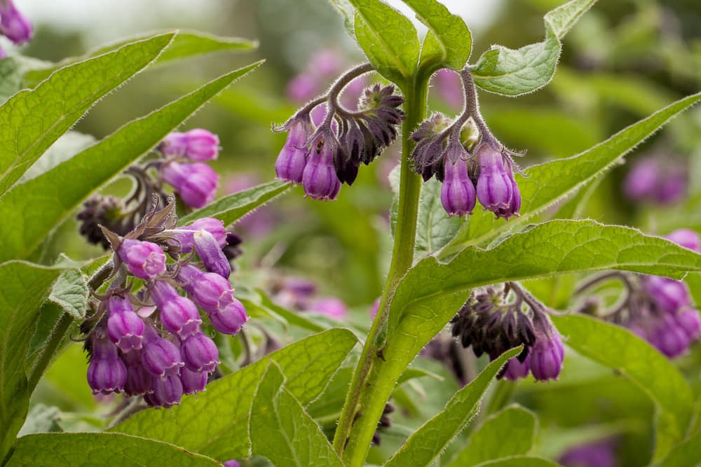 purple tubular bells of the comfrey plant