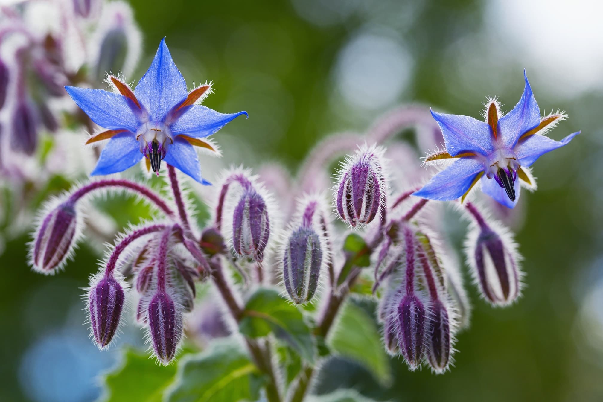 How To Grow Borage 'Starflower' Horticulture.co.uk