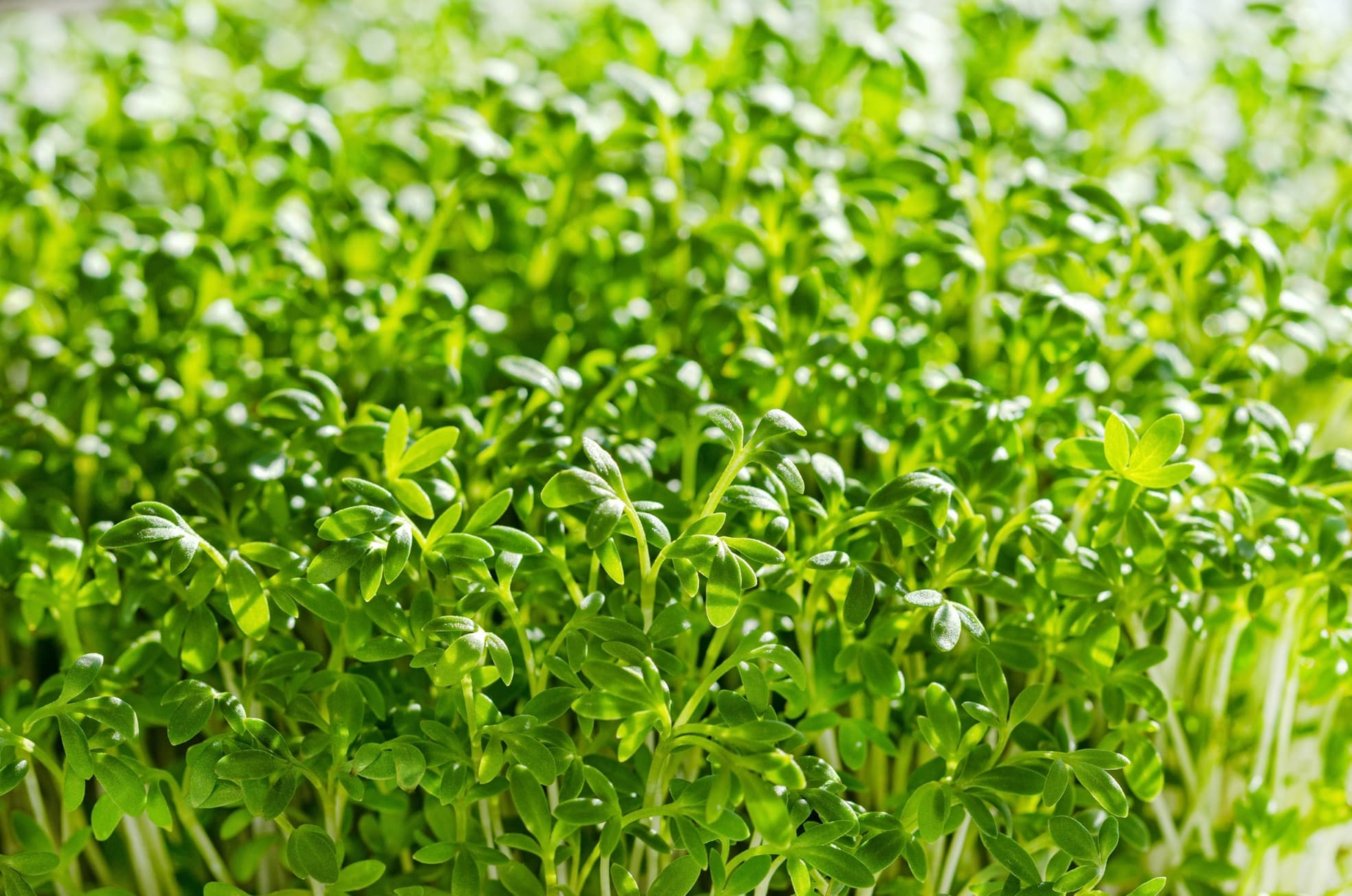 How To Grow Cress At Home Horticulture Magazine
