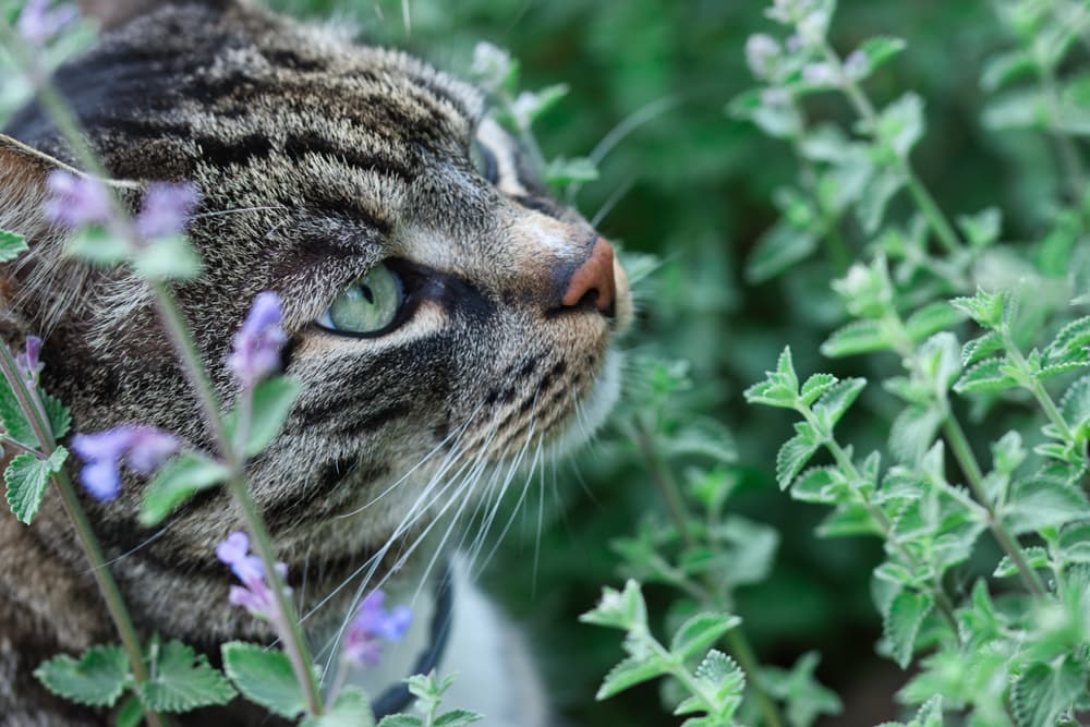a cat enjoying a nepeta plant
