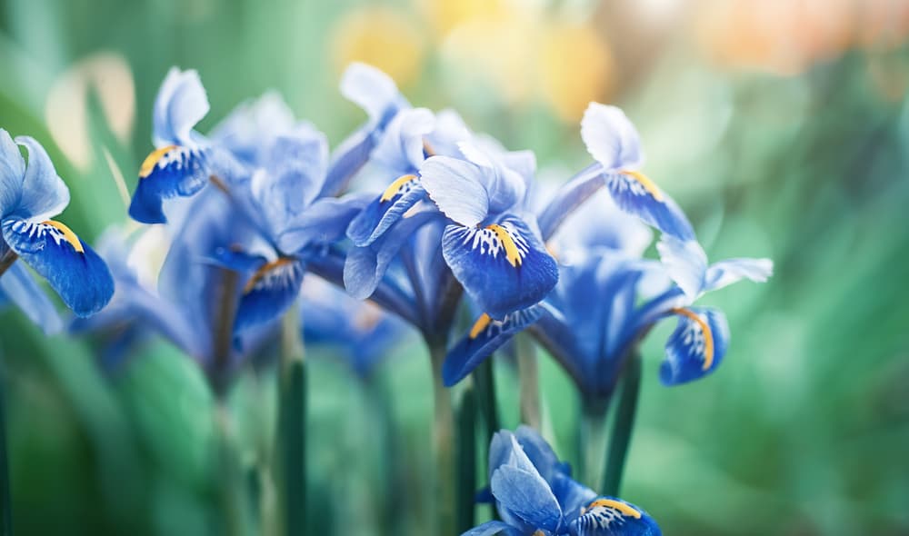 blue and yellow irises
