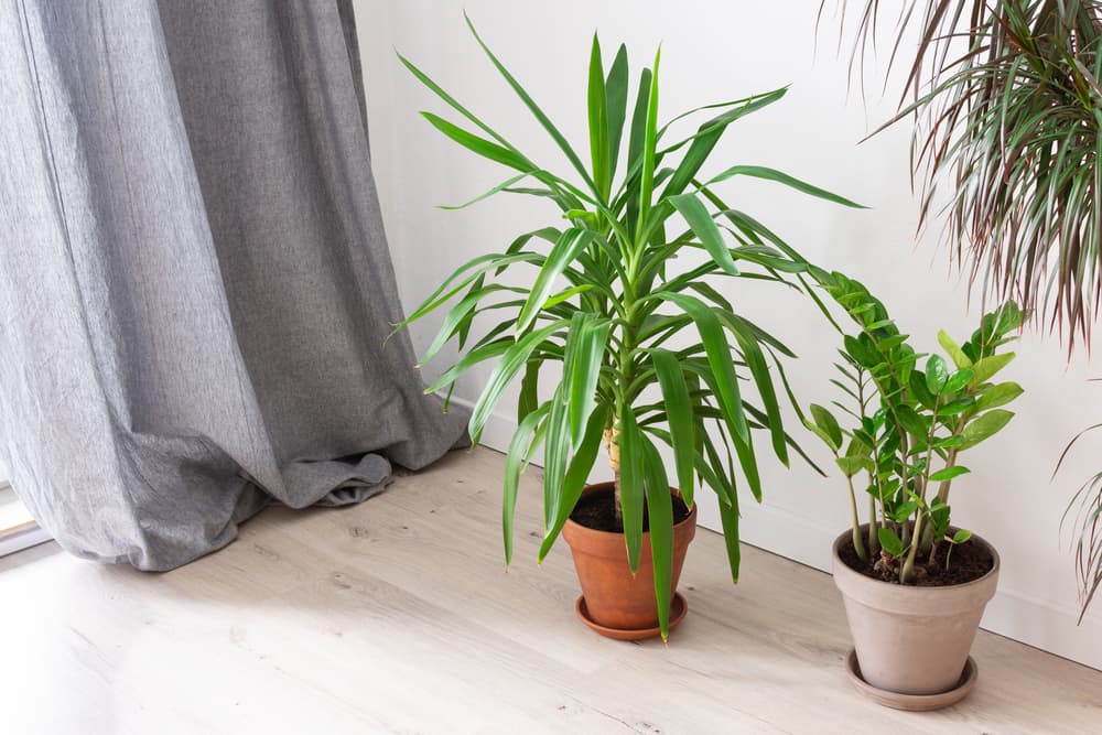Yucca aloifolia and Zamioculcas plants growing in indoor pots