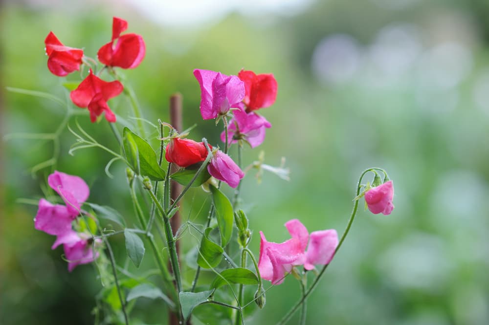 sweet pea flowers in red and purple