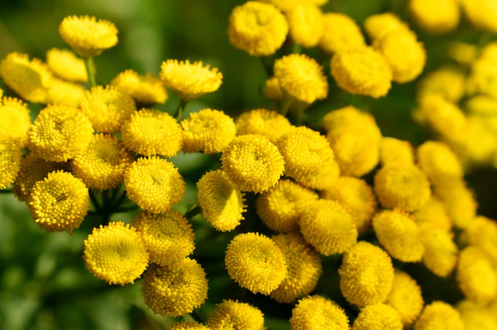 yellow tansy flowers